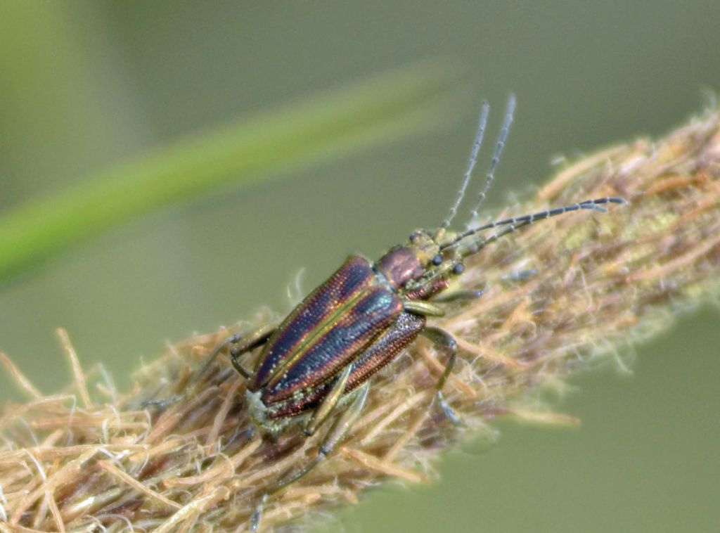 Quale Donacia? Donacia cfr. aquatica, Chrysomelidae